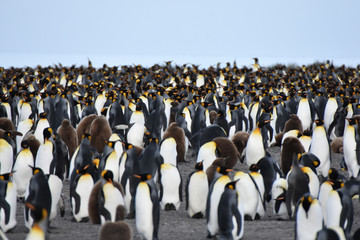 A flock of king penguins at Salisbury Plain, South Georgia Island
