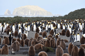 A flock of king penguins at Salisbury Plain, South Georgia Island