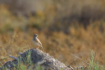Crested lark in Bahrain / photos