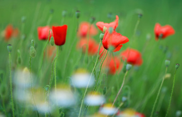 Red poppies on a mountain meadow.Flowers Red poppies blossom on wild field. Beautiful field red poppies with selective focus. Red poppies in soft light