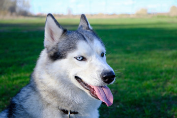 Naklejka na ściany i meble Muzzle gray colored dog Siberian husky breed with its tongue hanging out.