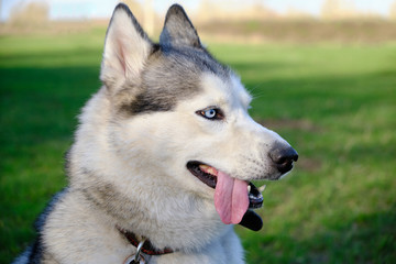 Muzzle gray colored dog Siberian husky breed with its tongue hanging out.