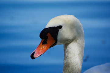 swan on the water