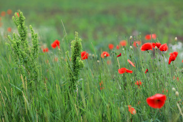 Abstract image of a field with spring flowers - shallow depth of field