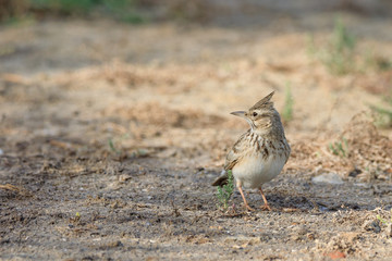 Crested lark in Bahrain / photos