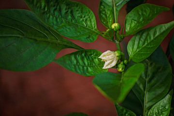 Green Bell Pepper Bloom
