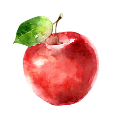 Watercolor vector apple on white background - 343204426