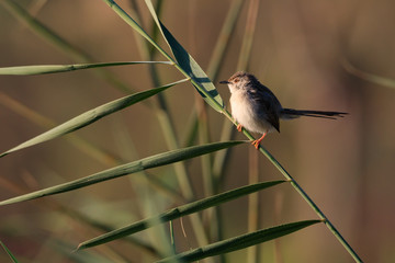 Beautiful Priniya (Cisticolidae) / Bahrain
