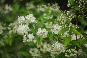 Fototapeta premium Bush of blooming jasmine in the garden.