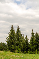 Fototapeta na wymiar pine trees in the mountains