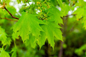 green leaves in the forest