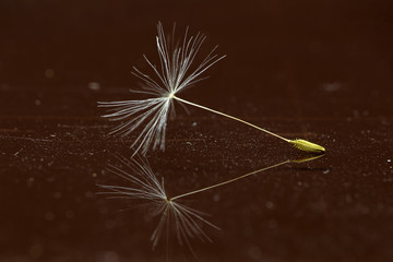Dandelion seeds isolated on a black background