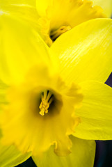 Macro of yellow daffodil filling the frame