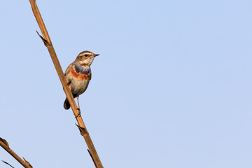 Beautiful Bluethroat in Bahrain Farm