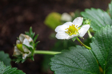 Strawberries plant close up background, species Fragaria ananassa cultivated worldwide and nutrient...