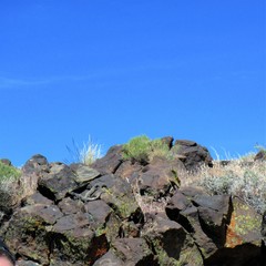 Pair of chuckawallas seen on the desert rocks