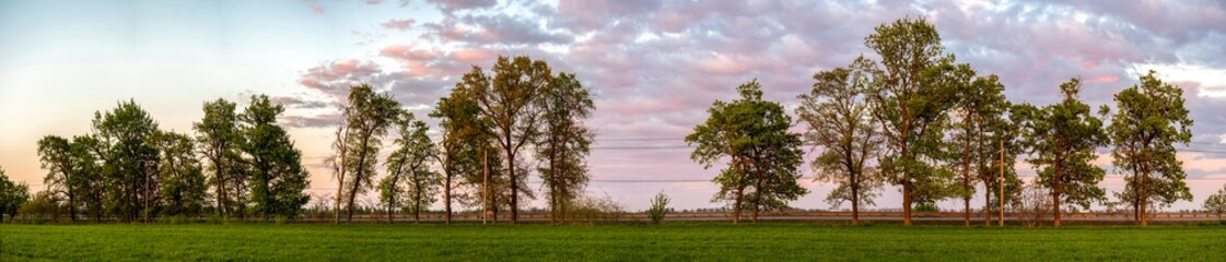 Fototapeta na wymiar Panorama a row of oak in evening