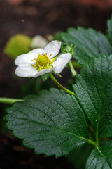 Strawberries plant close up background, species Fragaria ananassa cultivated worldwide and nutrient...