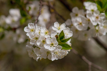 Cherry tree blossom