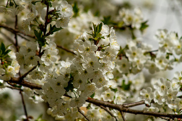 Cherry tree blossom