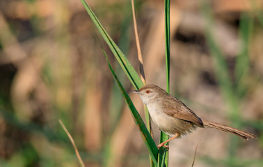 Beautiful Priniya (Cisticolidae) / Bahrain