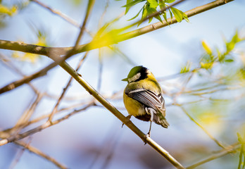Ptak © Sporywildlife