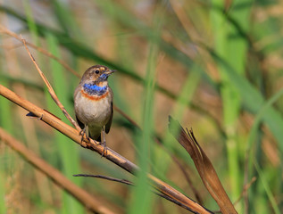 Beautiful Bluethroat in Bahrain Farm