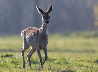 sarna © Sporywildlife