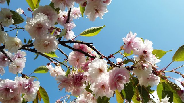 pink cherry blossom