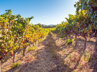 Wine Grape close up view in South Africa during sunset phase