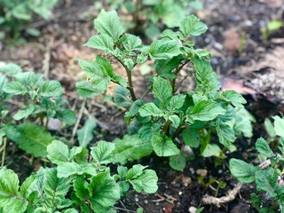 Young potato plant (Solanum tuberosum)  in the field 