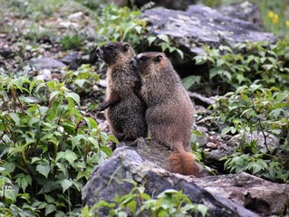 Marmot friends 2