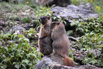 Marmot friends