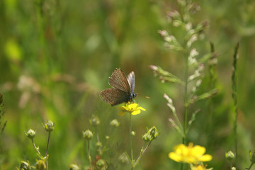 Little butterfly in the grass in the meadow.