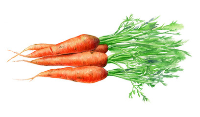 Carrots. Hand drawn watercolor. Romantic background for web pages, wedding invitations.