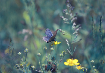 Little butterfly in the grass in the meadow. © Tora Stark
