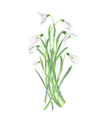 Hand drawn watercolor bouquet of spring snowdrops on white background. Decorative illustration element