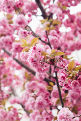 Beautiful blooming sakura flowers on tree branch close up. Sakura pink flowers and fresh green...