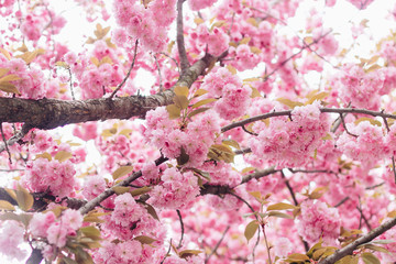 Beautiful blooming sakura flowers on tree branch. Sakura pink flowers and fresh green leaves in sunny light in spring city street, down up view.  Copy space