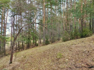 a curved tree on a forest slope