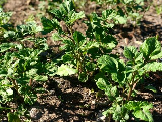 Potato plant (Solanum tuberosum) in the field 