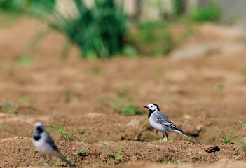 white wagtail, Stock photos / Bahrain
