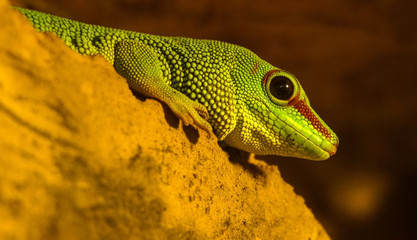 gady terarium © Robert Borek