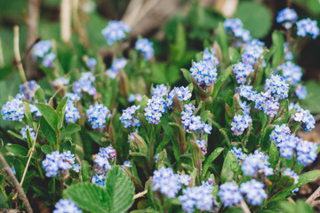 Obraz premium Forget me not. Beautiful blooming blue forget-me-nots flowers in green fresh grass with water drops. Wildflowers in grassland.Copy space. Myosotis