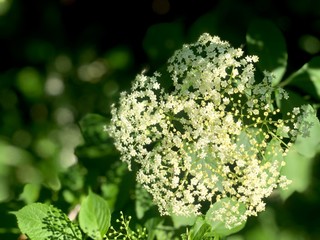 European elderberry flower with leaves