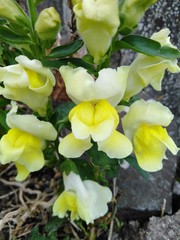 close up yellow snap dragon flower
