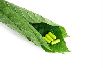 Mitragyna speciosa Korth. Located in the family Rubiaceae. It is a medicinal plant and is...