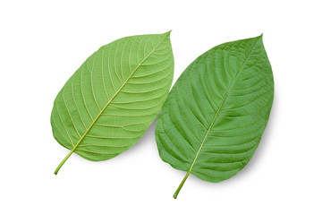 Mitragyna speciosa Korth. Located in the family Rubiaceae. It is a medicinal plant and is addictive.Isolated on white background this has clipping path. 