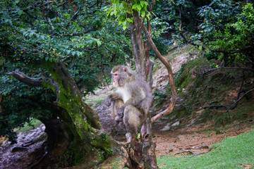 monkey in the tree