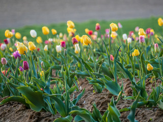 Tulpen auf einem Selbstpflücker Feld